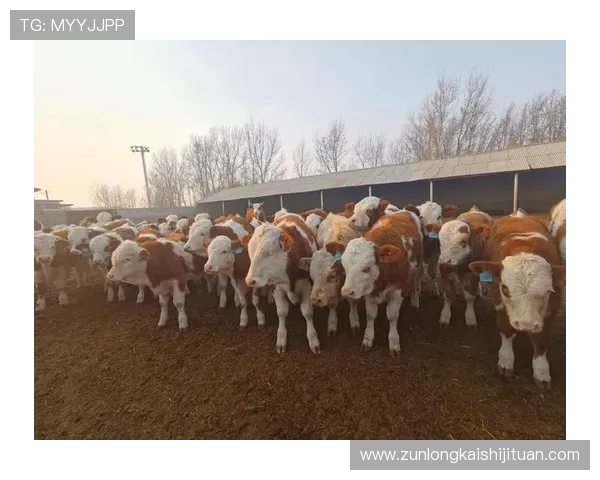 尊龙凯时在线登录操作步骤详解,帮助用户轻松完成登录流程 尊龙凯时在线登录操作步骤详解,帮助用户轻松完成登录流程